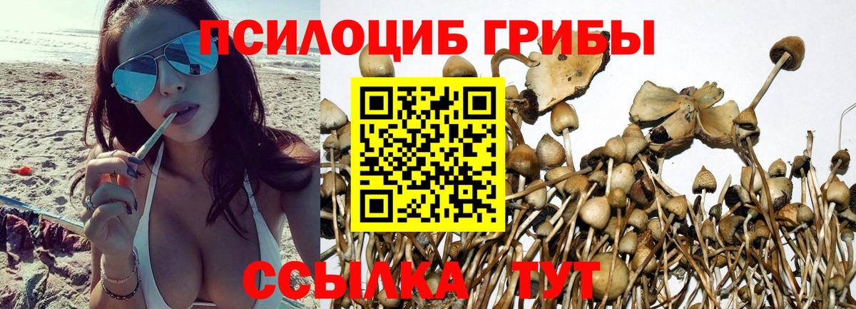 где можно купить   Вход с VPN  Калининград  Псилоцибиновые грибы Psilocybe 
